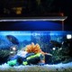 27,5 cm akvarie armatur - 10W LED, vit/blå