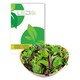 Lagertömning: Plocksallatfrön - Baby Leaf blandning, 0,2g