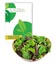 Outlet: Plocksallatfrön - Baby Leaf blandning, 0,2g