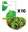 10 påsar Plocksallatfrön - Baby Leaf blandning