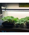 LEDlife Pro-Grow 2.0 Växt set - 2 x 60cm, 20W LED, fullt spektrum (Vitt ljus), IP65
