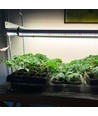 LEDlife Pro-Grow 2.0 Växt set - 2 x 120cm, 36W LED, fullt spektrum (Vitt ljus), IP65