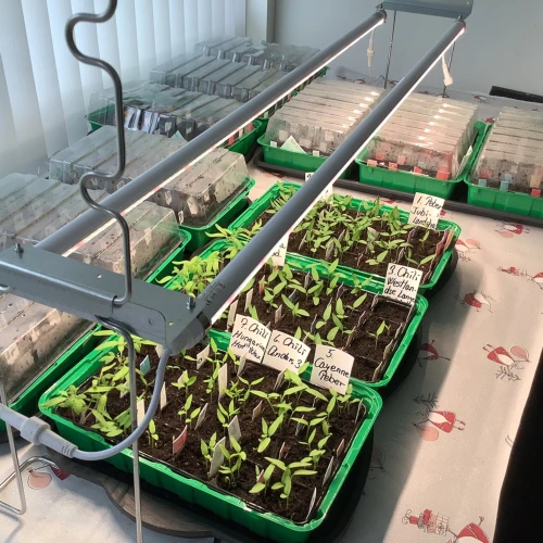 LEDlife Pro-Grow 2.0 Växt set - 2 x 120cm, 36W LED, fullt spektrum (Vitt ljus), IP65