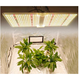 LED växtljus, Samsung Quantum Board, 220W, dimbar